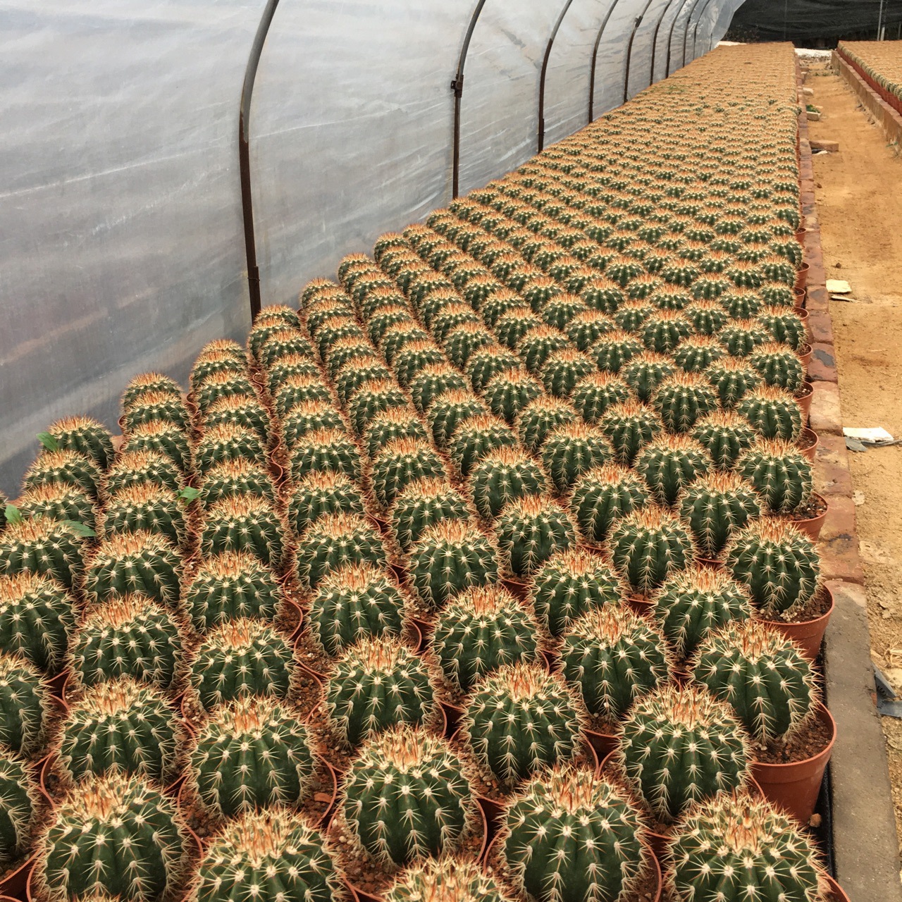 盆栽仙人球多肉植物实生仙人球黄金云绿植小盆栽