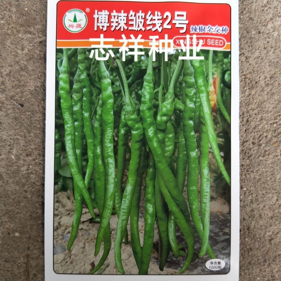 兴蔬博辣皱线2号皱皮线椒辣椒种子中早熟长羊角形品质好1000粒