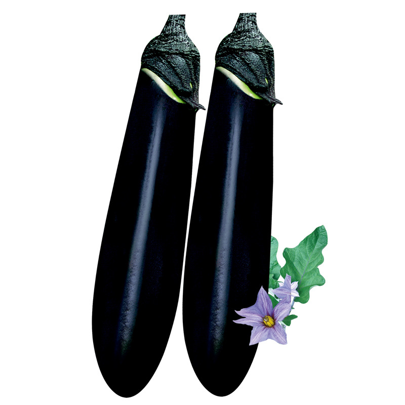 茄子种子黑又亮长茄黑色长大肉厚细腻春季蔬菜种籽田园菜籽