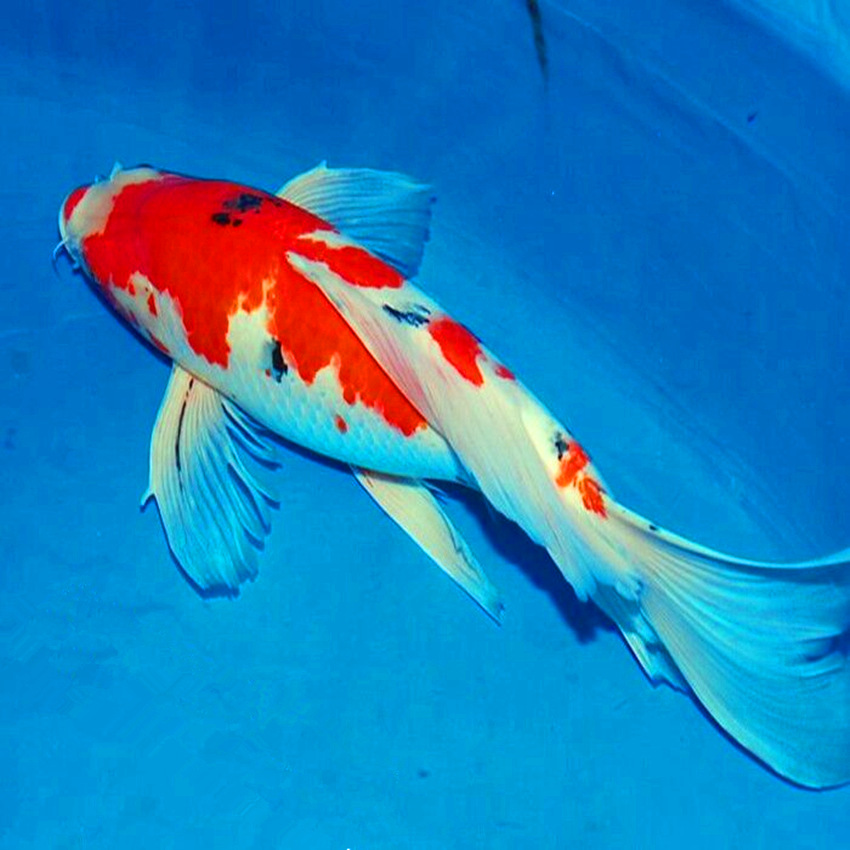 供应观赏鱼红白龙凤锦鲤三色长尾龙凤锦鲤鱼活体批发包邮