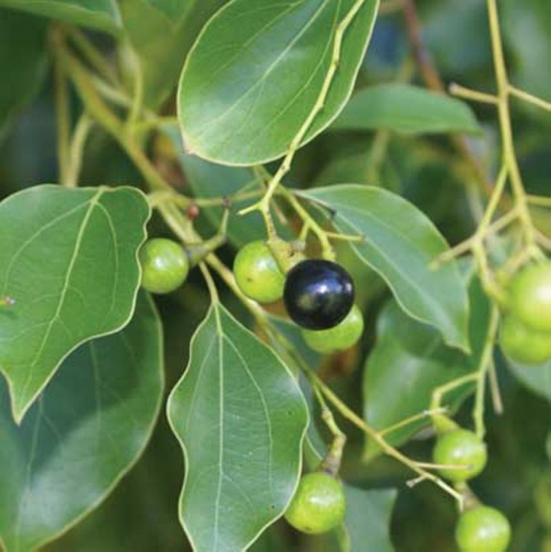 新采优质【香樟种子】园林绿化 行道树苗木 种子灌木林木乔木树种