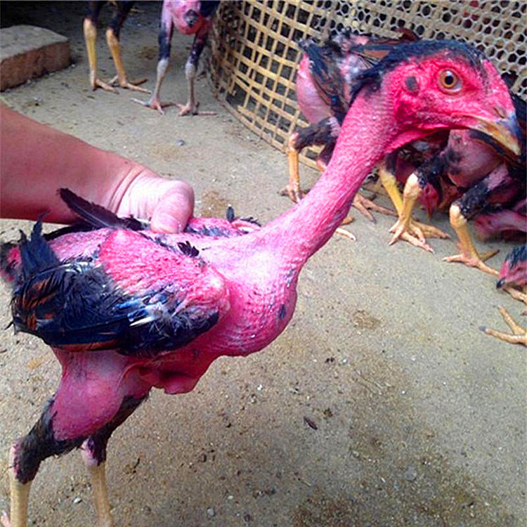 2020年大量出售出壳越南斗鸡苗|出售半斤左右越南斗鸡苗|斗鸡蛋