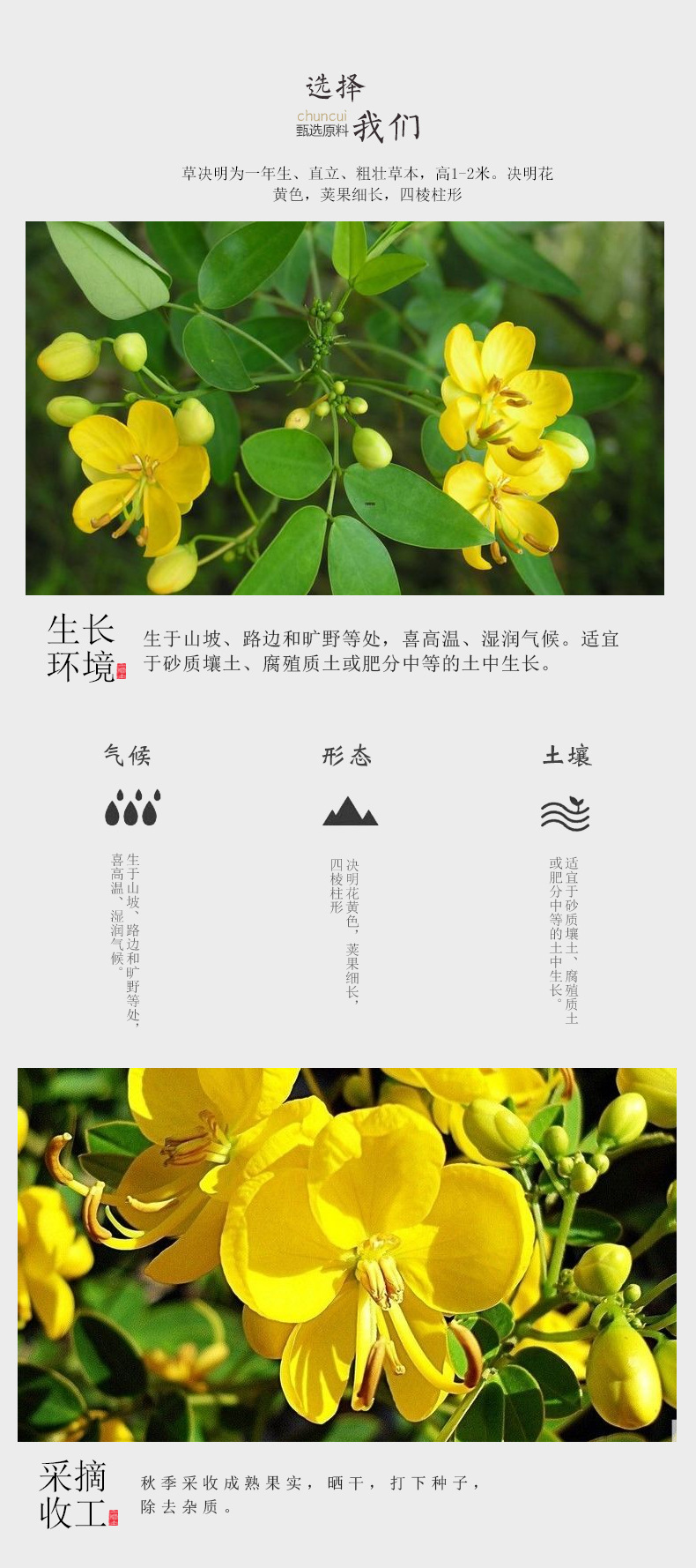 批发中药新货决明子 马蹄决明 草决明 炒决明 代嚰粉