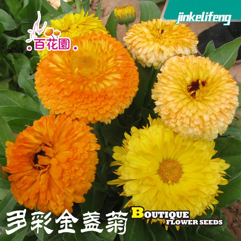 多彩金盏菊橘黄亮黄庭院盆栽绿化泡茶室内四季栽培易种好出-阿里巴巴