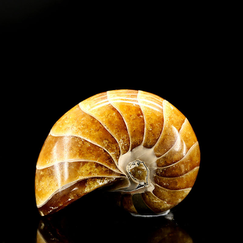 天然马达加斯加产全玉化鹦鹉螺化石矿物地质教学标本收藏饰品