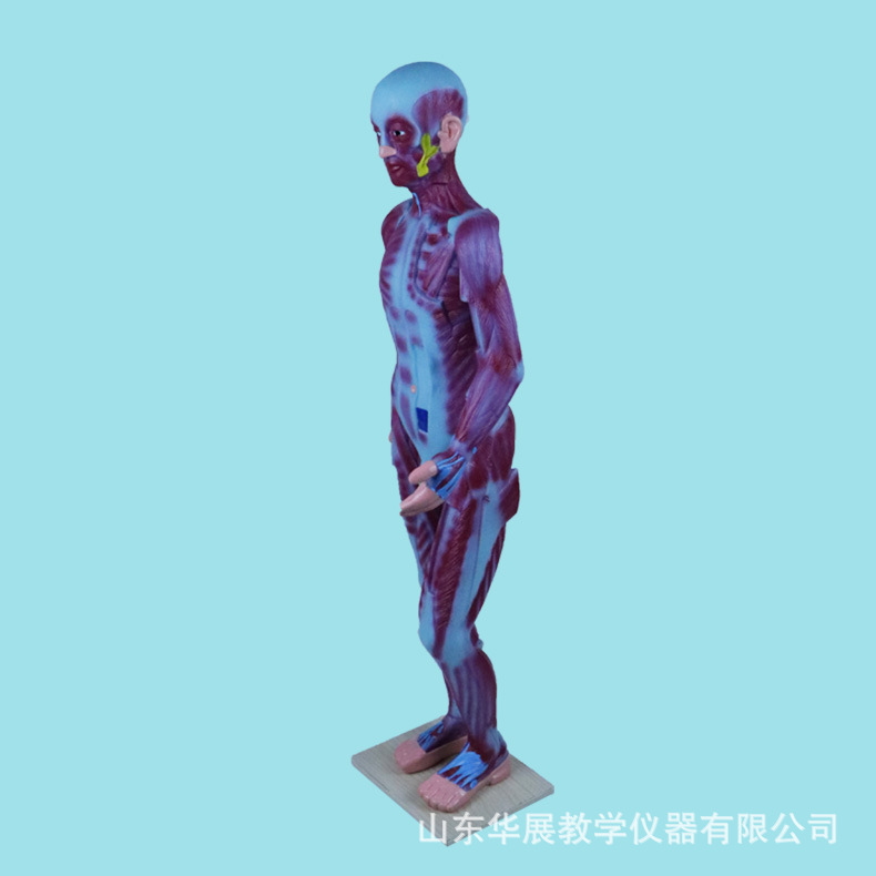 人体肌肉解剖模型生物医学教学仪器厂家直供人体结构模型可批发