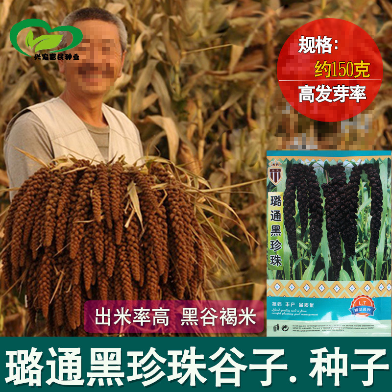 黑珍珠黑谷子种子 农田菜园大穗大粒黑谷褐米香糯黑小米籽