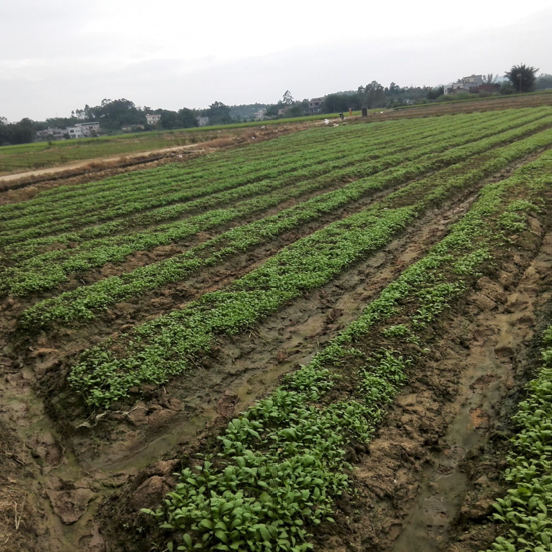 广东惠州特产梅菜干大颗梅菜农家腌制梅菜扣肉梅菜干低盐梅菜a02