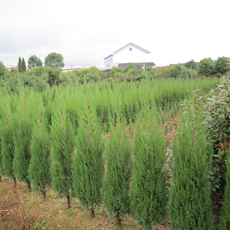 山东绿化苗基地 蜀桧基地 现货批发 蜀桧绿化小苗