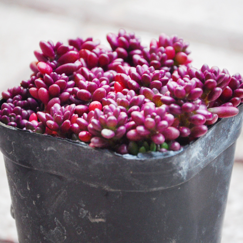 金卓园艺多肉紫米粒精品多肉组合盆栽室内绿植花满额包邮老桩蝉翼