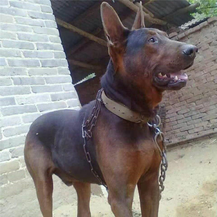 莱州红犬纯种幼犬虎头巨型苏联红活体大型红犬中华红幼崽活体猎犬