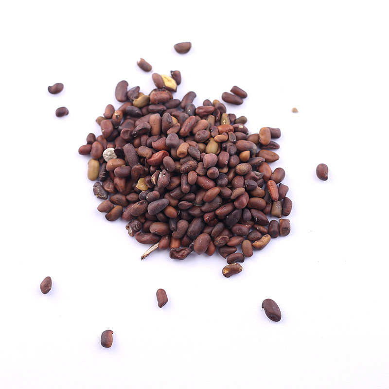 新采锦鸡儿种子 柠条种子 阳雀花种子 黄棘种子 树种子