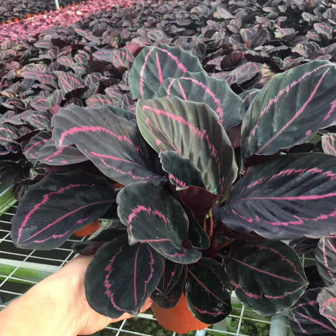 基地直供居家花卉盆栽植物室内小盆栽观赏植物140红美丽