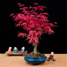 日本红枫盆载 四季红枫树苗 红舞姬盆景微型树桩观叶盆栽植物室内