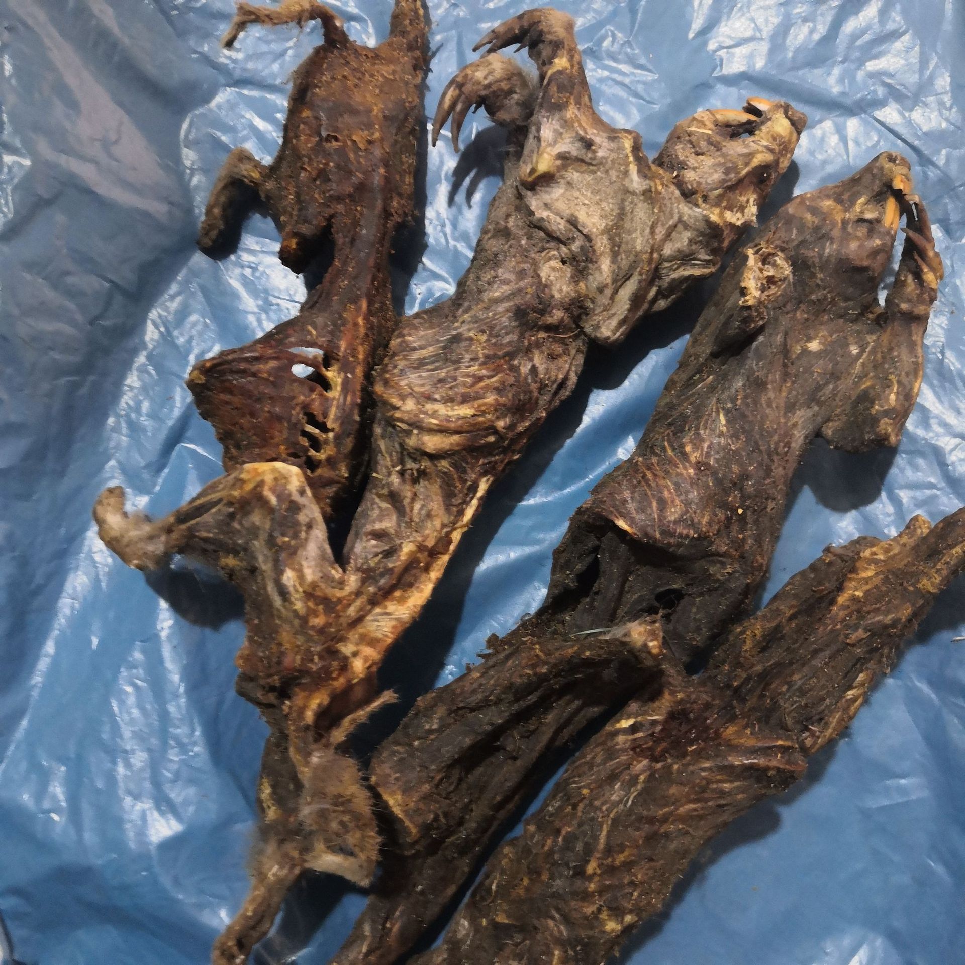 中药材塞隆骨 塞隆骨 高原鼢鼠骨 瞎老鼠骨 实物拍摄