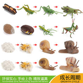 幼儿园科教认知成长周期动物模型蚱蜢螳螂蜗牛昆虫生命阶段摆件
