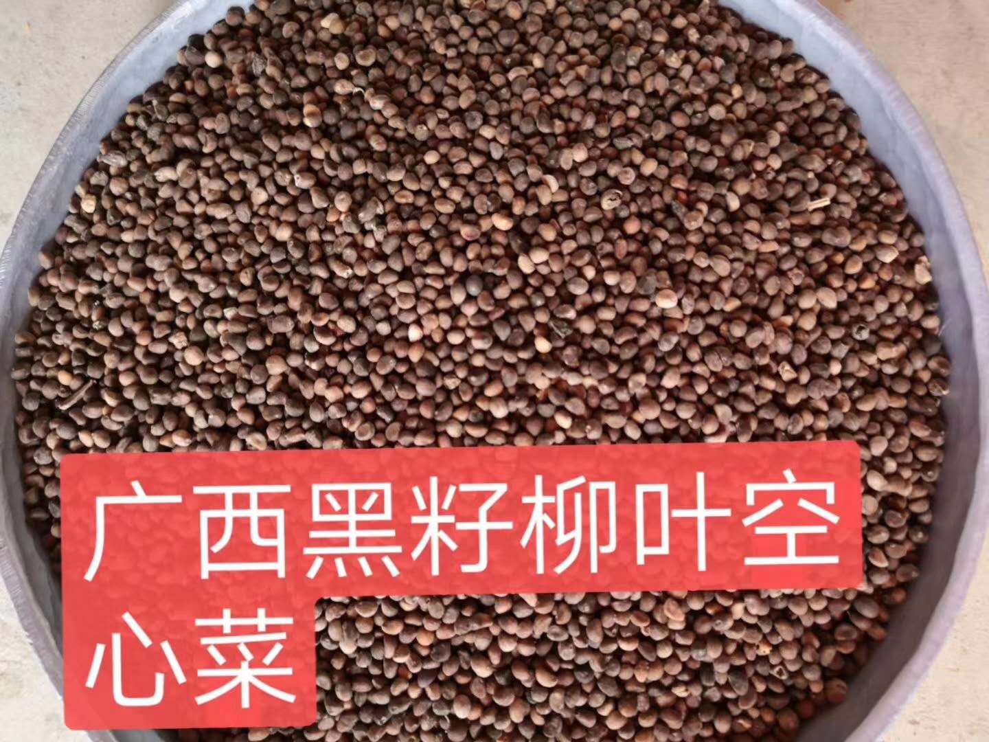 蔬菜种子蕹菜通心菜广西黑籽空心菜水田基地田园露地