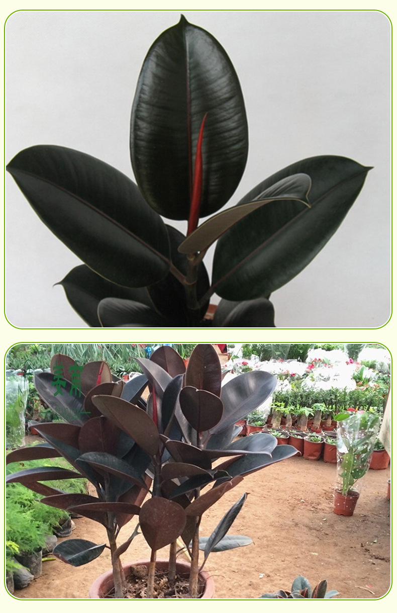 黑金刚盆栽室内花卉植物小橡皮树苗阳台庭院大型绿植