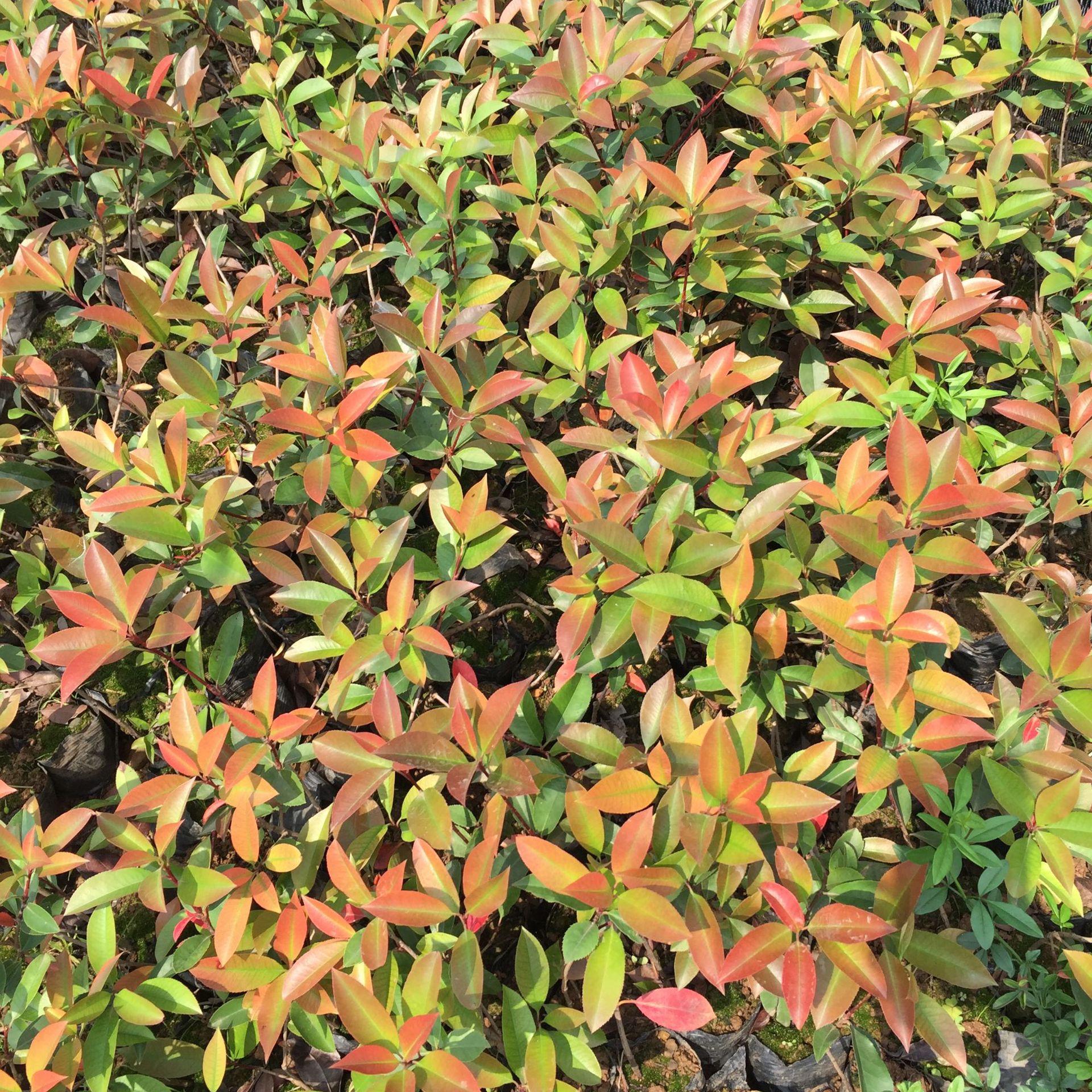 红叶石楠苗 常绿灌木工程绿化绿篱 园林行道树 基地直销