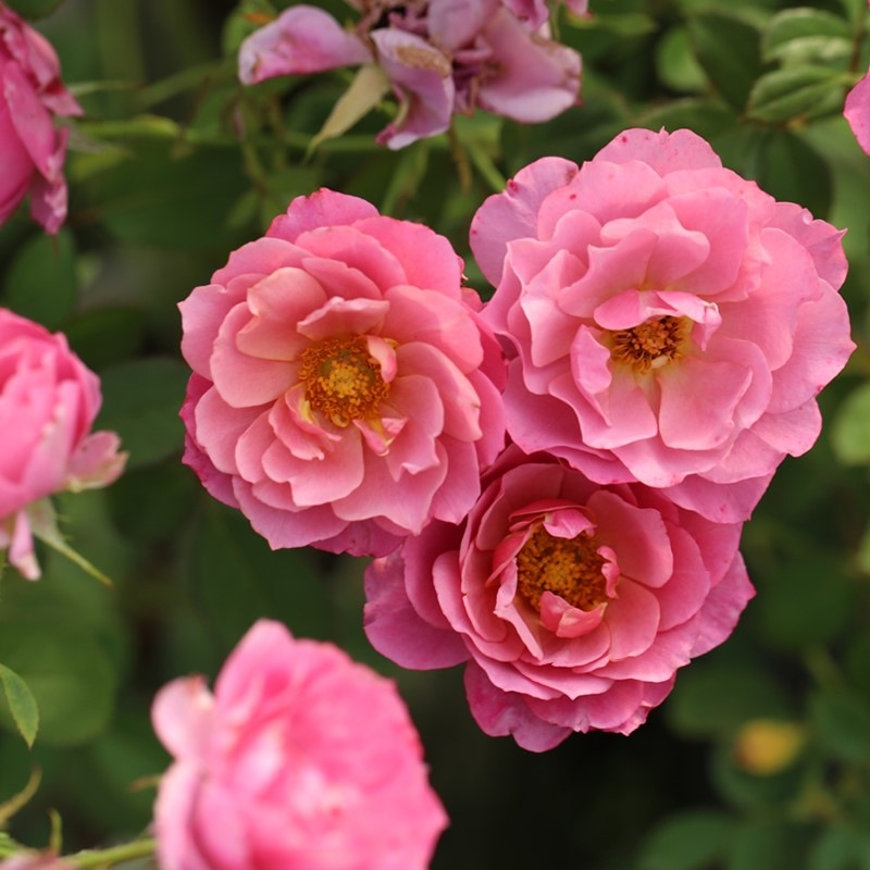 彩趣园农业科技  日本丰花月季灌木 【 葵(aoi )】庭院盆栽切花