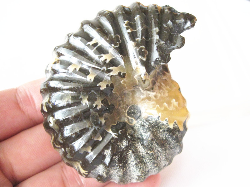 马达加斯加 羊角螺 海螺玉化化石螺 原石矿物收藏