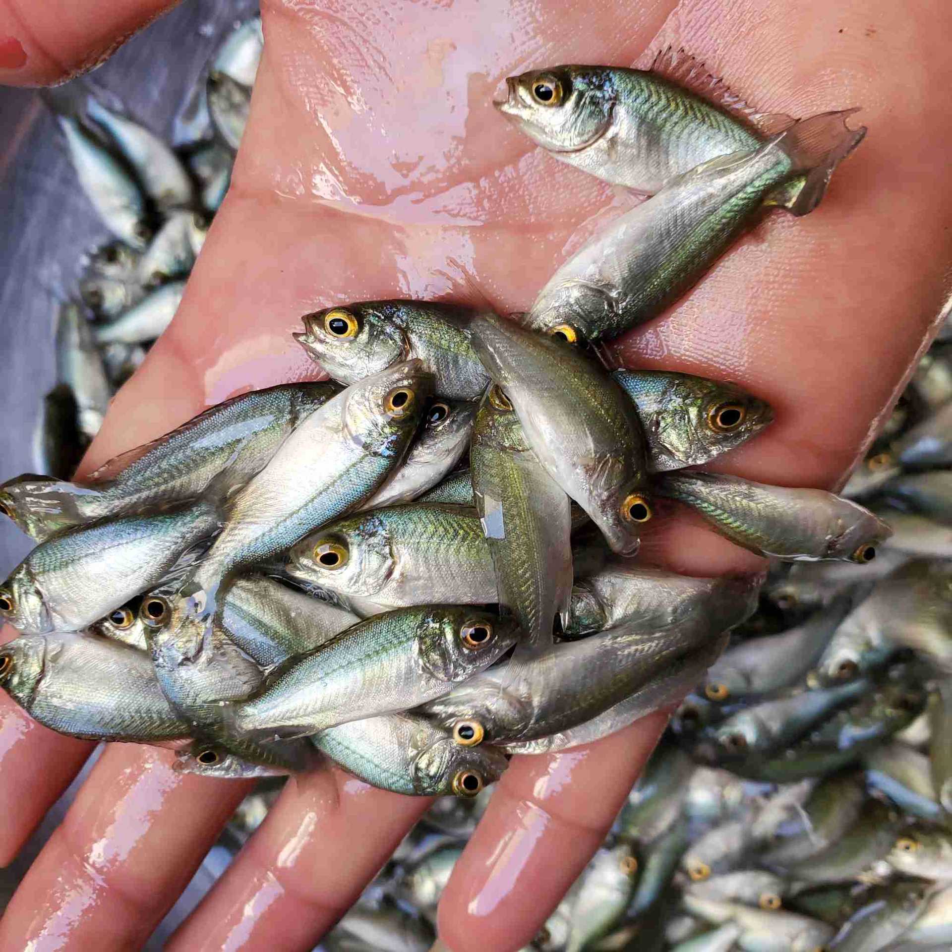 宝石鲈鱼苗  澳洲宝石鲈鱼苗 鱼苗 供应宝石鲈鱼苗