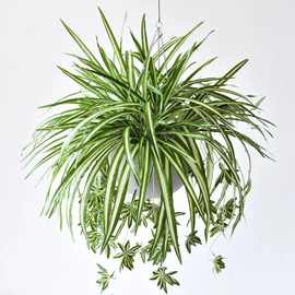 批发仿真5叉金边布吊兰植物墙配材把束仿真假花装饰摆件仿真花