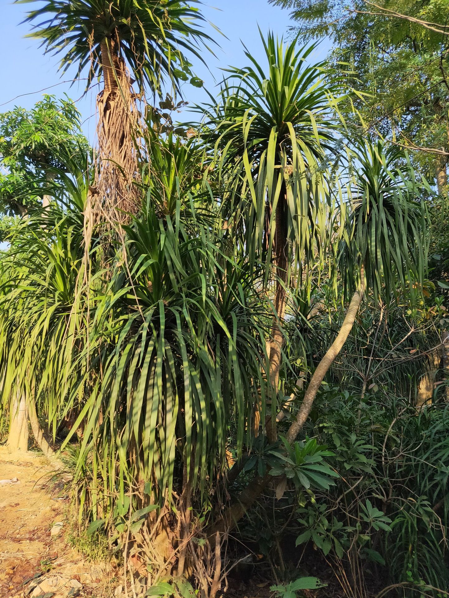 常年批量供应龙血树移植苗