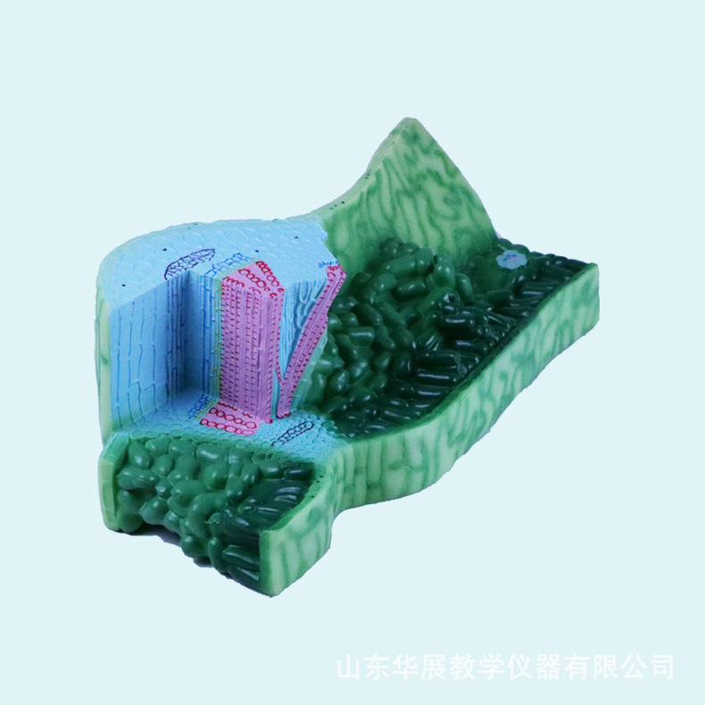 生物教学器材今天报价走势分析-中学结构教学模型仪器-阿里巴巴