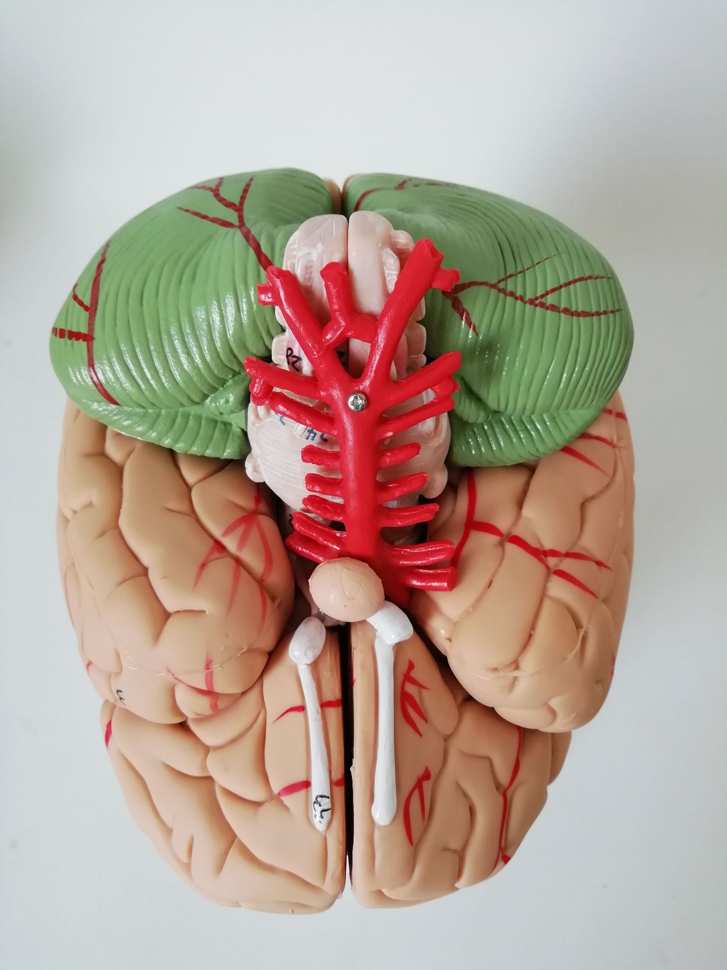脑部模型 大脑解剖模型 教学模型 脑解剖 厂家直销