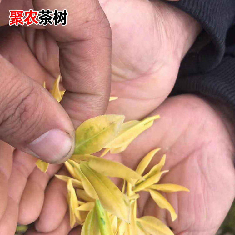 中黄二号茶苗 南方种植茶树苗茶叶树乔木苗 基地批发一年生地栽苗