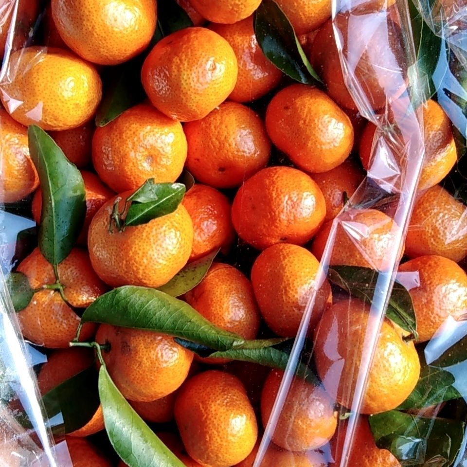 10斤整箱包邮广西沙糖桔水果小桔子蜜桔现摘新鲜砂糖橘子小橘子