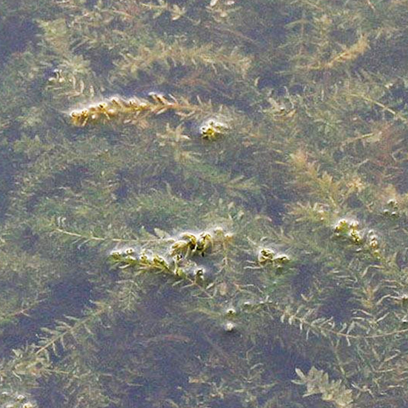 轮叶黑藻节节草芽孢水花生苦草伊乐藻小龙虾螃蟹养殖水质净化水草