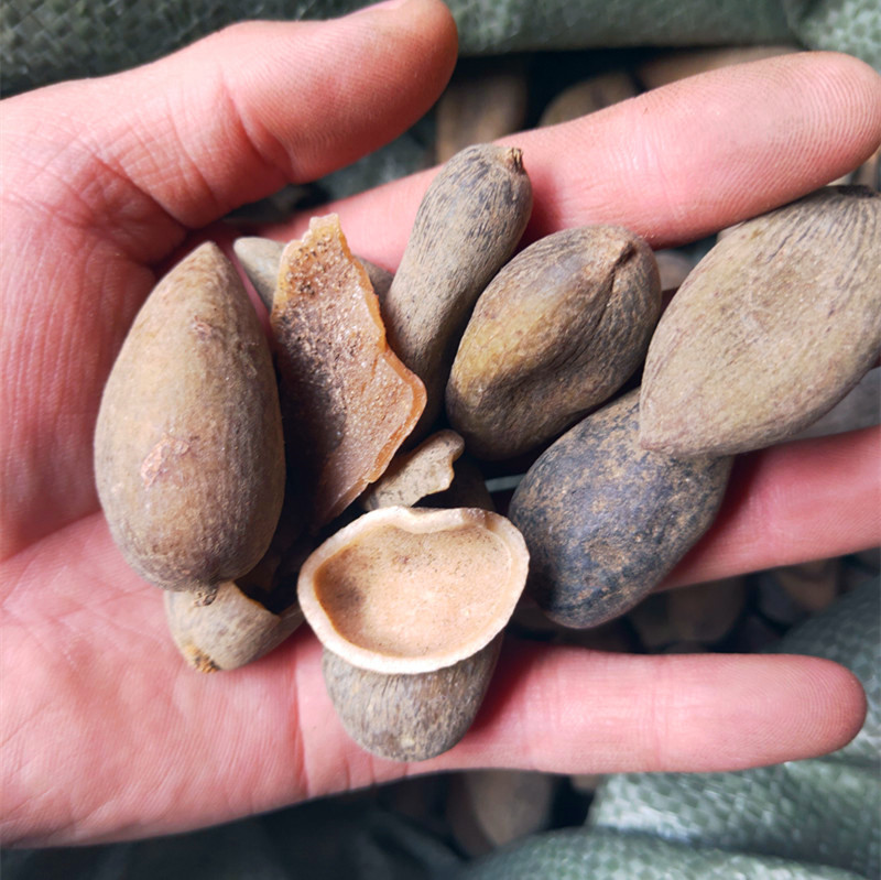 批发供应中药材五倍子 百虫仓 百药煎 棓子