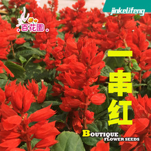 厂家直销一串红花卉种子高串红红花鼠尾草墙下红路边绿化园林