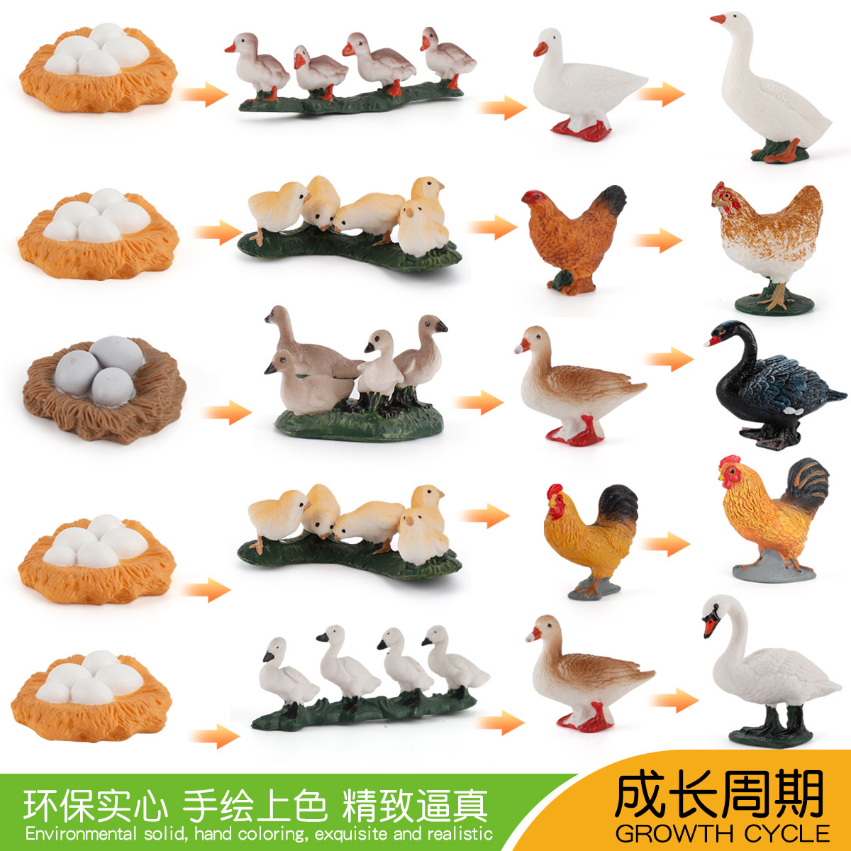 跨境仿真鸡鸭鹅成长周期儿童科教认知家禽动物孵化过程摆件玩具
