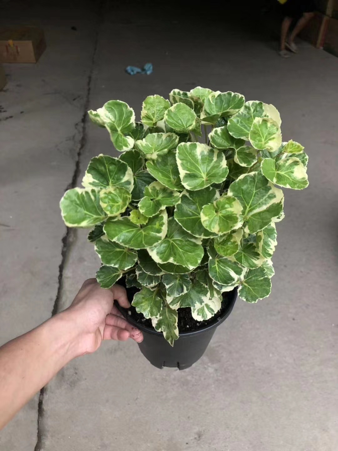 【基地直销】花叶福禄桐金钱兜客厅镇宅风水净化空气花卉绿植