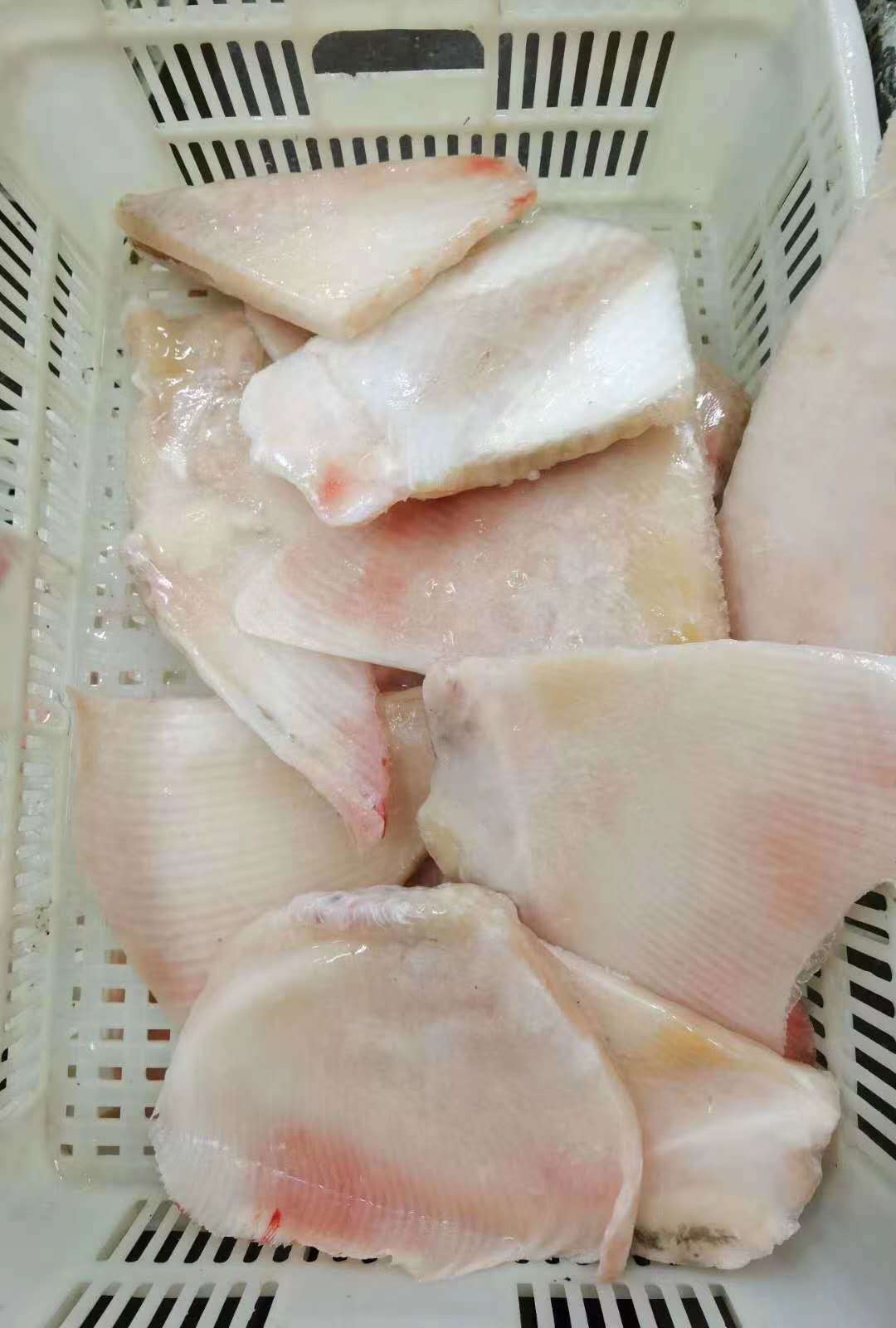 鳐鱼,鳐鱼翅 去皮鳐鱼翅,琵琶鱼 老板鱼 魔鬼鱼 供酒店 供排挡