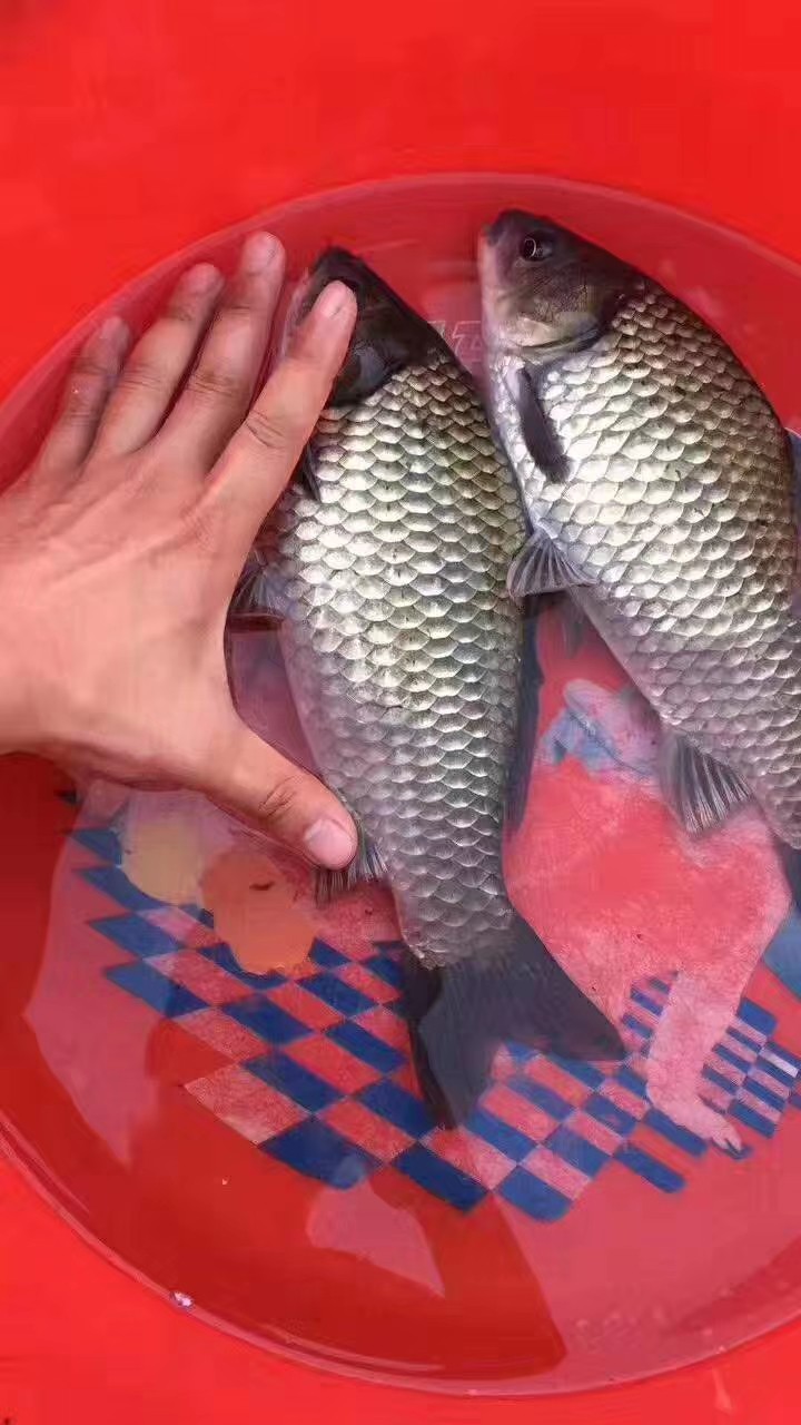 大量批发中科五号快大鲫鱼苗