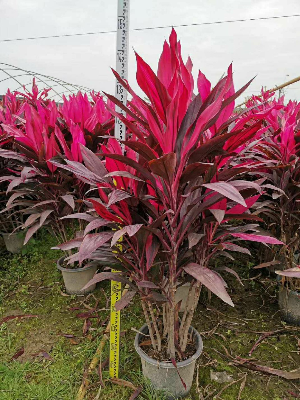 205基地批发 供应 亮叶朱蕉 红叶朱蕉 盆栽 0.6-1.5米高 袋苗