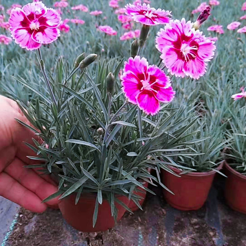 大量供应彩虹石竹 鑫联彩虹石竹大量出售 耐寒好养的石竹