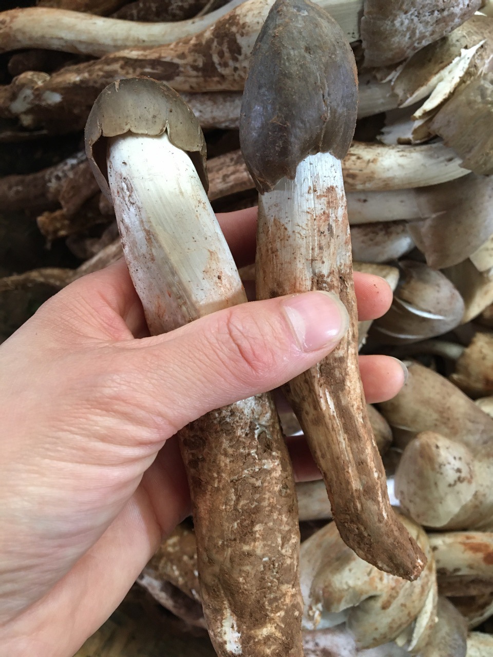 2020年云南新鲜野生鸡棕菌火把鸡枞酒店餐厅食用菌500克顺丰包邮