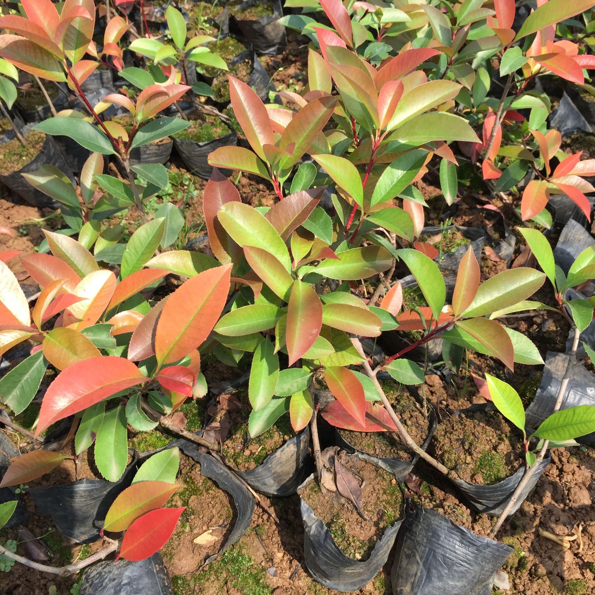 红叶石楠苗 常绿灌木工程绿化绿篱 园林行道树 基地直销