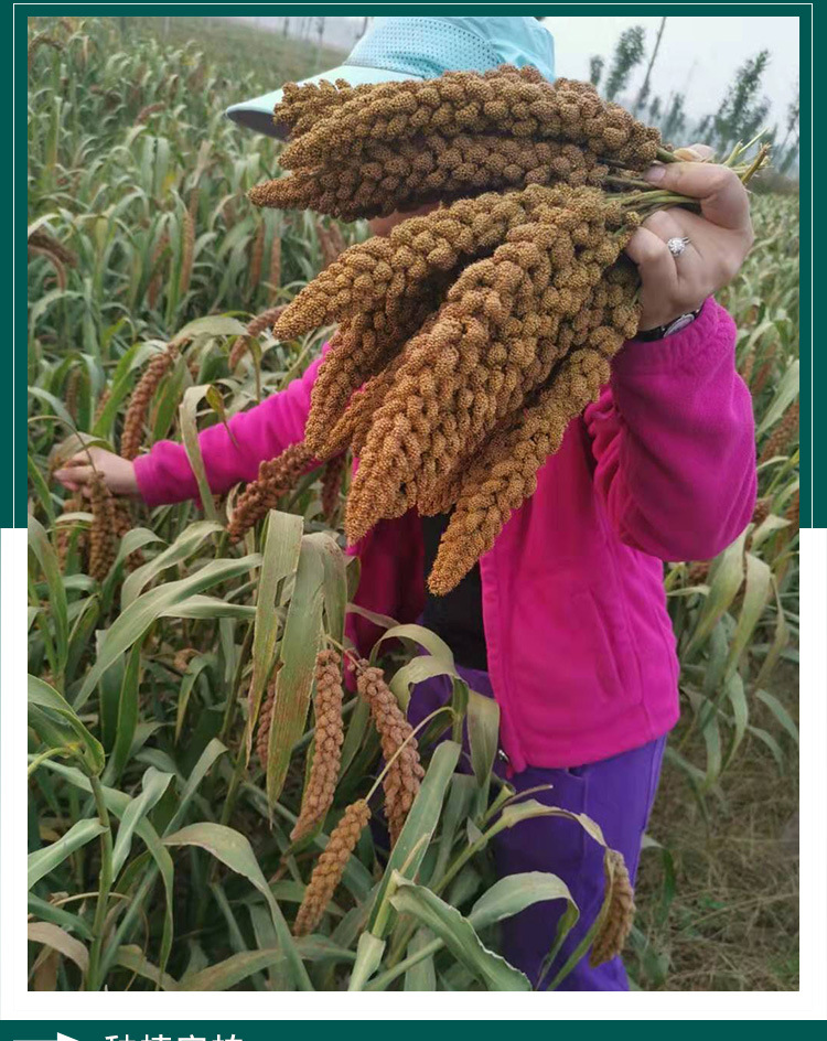 沁州黄谷子种子 农田基地种植抗盐碱抗旱黄谷黄米糯小米籽