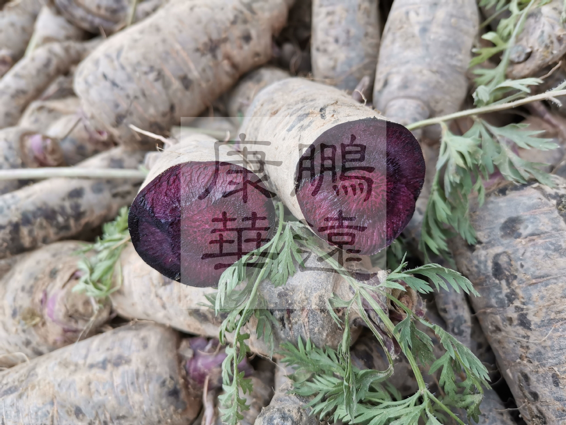 purple carrot red 紫胡萝卜色素 植物提取 青岛鹏远生产商 供应
