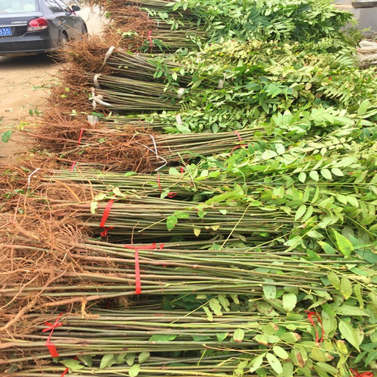 山东红油香椿苗 香椿苗价格 批发大棚香椿苗 香椿小苗育苗基地