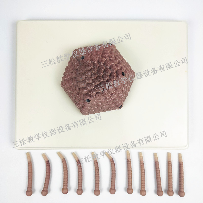 腺病毒模型 腺病毒解剖 腺病毒放大 腺病毒教学模型 腺病毒示教