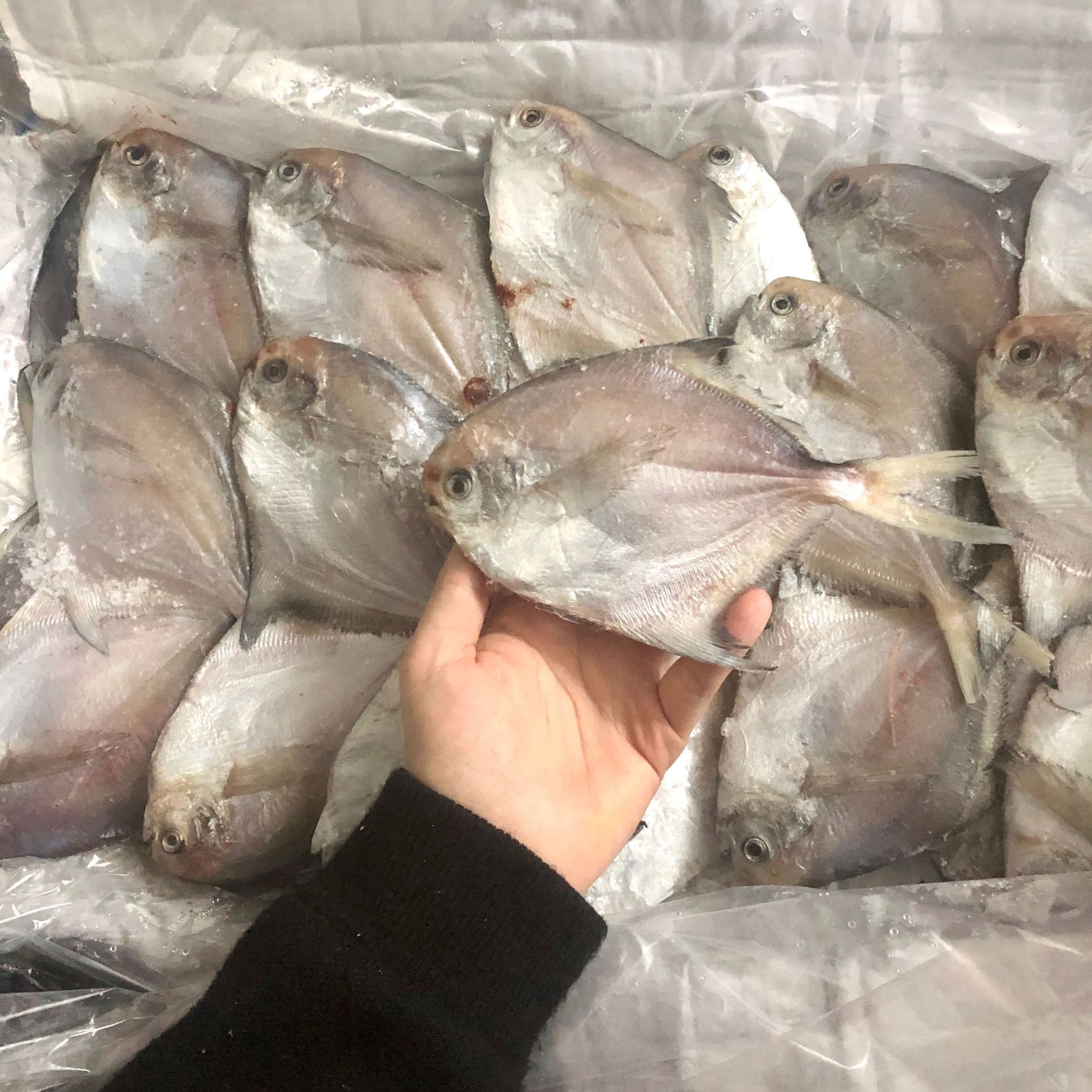 冷冻白鲳鱼 鲳鱼 野生小鲳鱼海鱼新鲜白鲳鲜活冷冻平鱼扁鱼