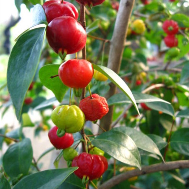 苗圃批发巴西红果仔苗 黄果子红醋栗红灯笼新品种庭院盆栽果树苗