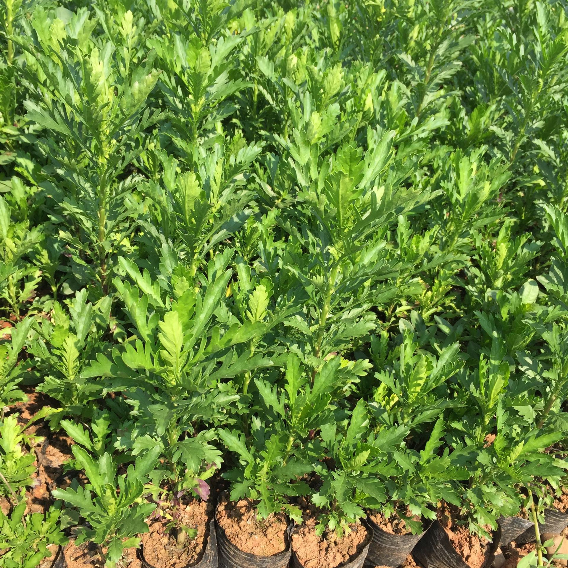 木春菊杯苗 茼蒿菊 木茼蒿 开黄色小黄花 常绿云南基地直销